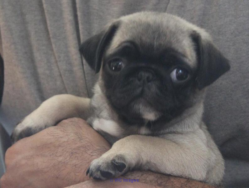 Pugs for Sale Near me Under $500 | Pug Breeders Near me |Cheap Pug Pup