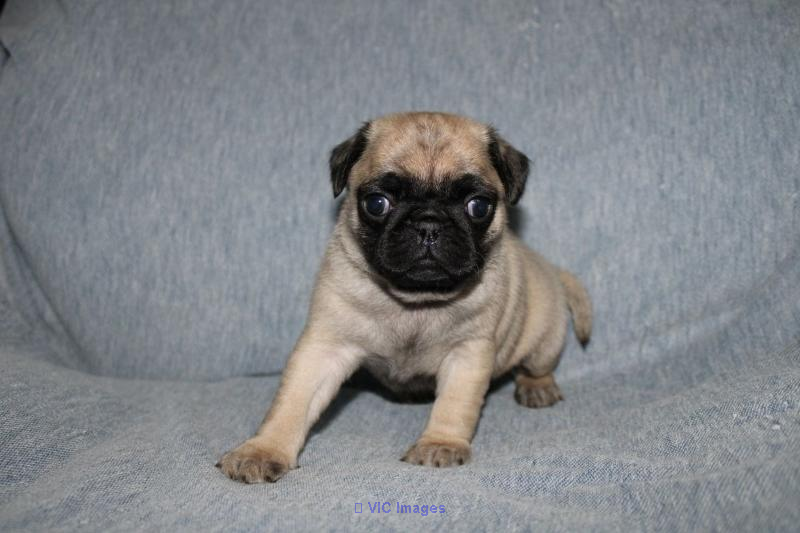 Male and Female Pugs Ready to Go