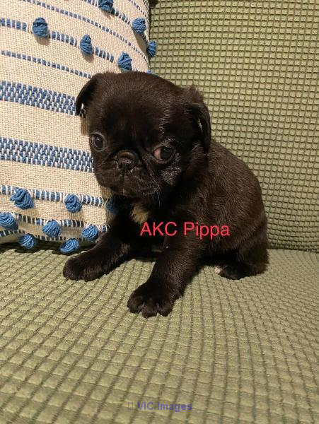 Pug puppies for sale near me | Pug puppies for sale MN | Teacup pugS