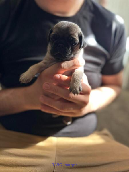 Cute Pug Puppies For Sale