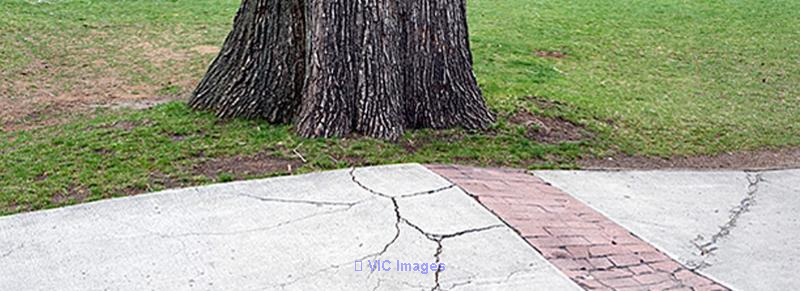 How to Prevent Tree Roots From Listing the Sidewalk