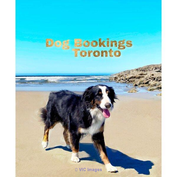 Dog visits Toronto (downtown)