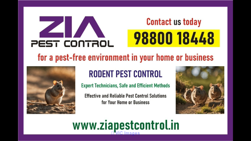 Zia Pest Control | Professional pest control solutions | Cockroach  |
