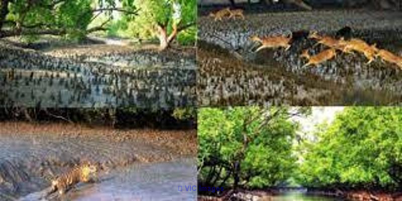 SUNDARBAN 2 NIGHTS 3 DAYS