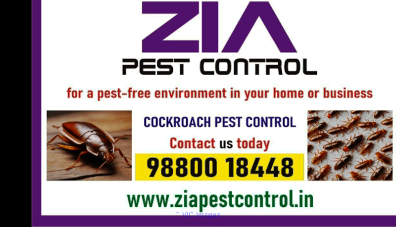 Cockroach Ant and General Pest Control | Upto 40% Off| Zia pest contro
