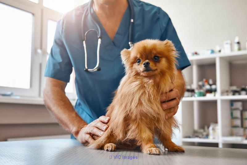 Veterinary Clinic for Sale - South Shore Montreal / Clinique Vétérinaire à Vendre - Rive-Sud Montréal