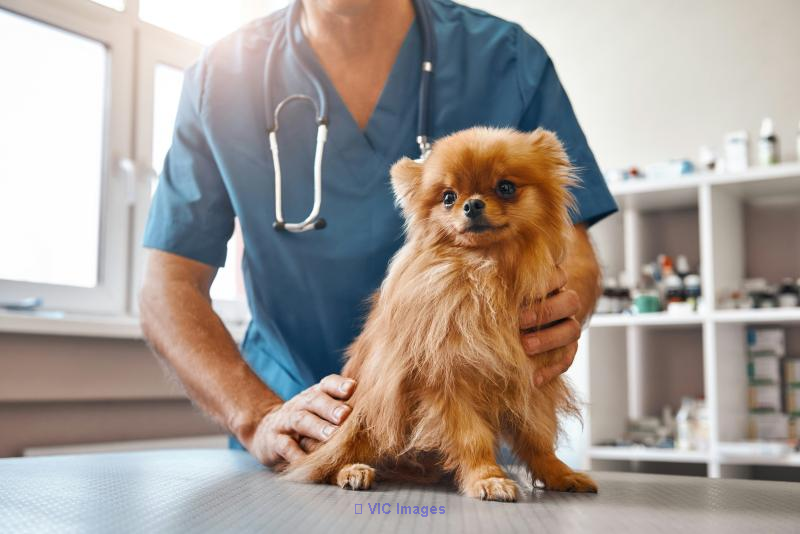 Veterinary Clinic for Sale in Montreal's South Shore / Clinique vétérinaire à vendre sur la Rive-Sud de Montréal