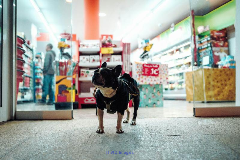 Franchised Pet Store Network for Sale in Quebec City / Réseau de magasins franchisés d'animaux à vendre à Québec