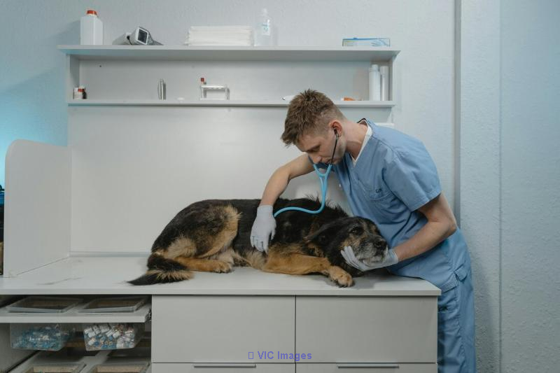 Veterinary Clinic for Sale in Estrie - Includes Building / Clinique Vétérinaire à Vendre en Estrie - Bâtiment Inclus