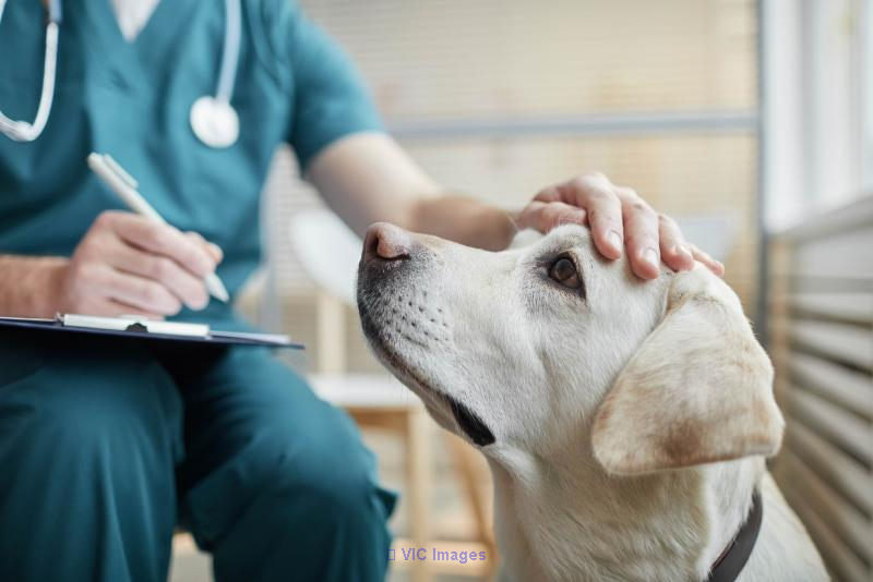 Veterinary Clinic for Sale - South Shore Montreal Real Estate Opportunity / Clinique Vétérinaire à Vendre - Opportunité Immobilière Rive-Sud de Montréal